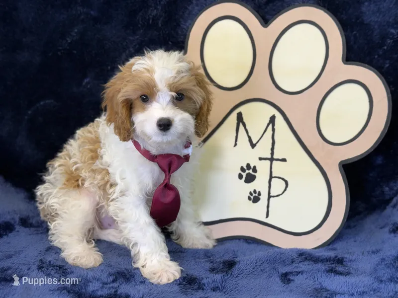 Kai – Cavapoo puppy for sale in Center Ridge, AR