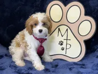 Kai, a male Cavapoo for sale in Center Ridge, AR – 1 of 7