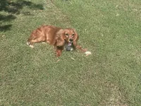 Vedette, a female Cavalier King Charles Spaniel for sale in Center Ridge, AR – Photo 6 of 6