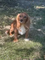 Vedette, a female Cavalier King Charles Spaniel for sale in Center Ridge, AR – Photo 2 of 6