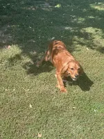 Vedette, a female Cavalier King Charles Spaniel for sale in Center Ridge, AR – Photo 3 of 6