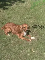 Vedette, a female Cavalier King Charles Spaniel for sale in Center Ridge, AR – Photo 5 of 6