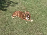 Vedette, a female Cavalier King Charles Spaniel for sale in Center Ridge, AR – Photo 1 of 6