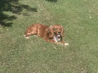 Vedette, a female Cavalier King Charles Spaniel for sale in Center Ridge, AR – Photo 4 of 6