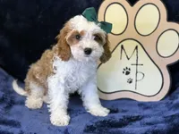 Cora, a female Cavapoo for sale in Center Ridge, AR – 2 of 8
