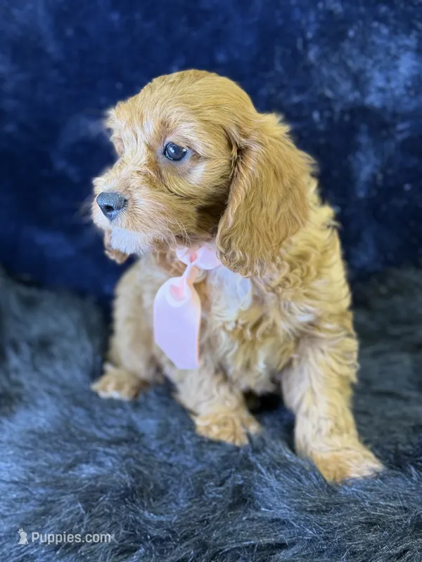 Reef – Cavapoo puppy for sale in Center Ridge, AR