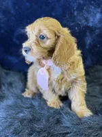 Reef, a male Cavapoo for sale in Center Ridge, AR – 1 of 6