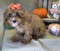 Moana, a female Cavapoo for sale in Center Ridge, AR – 3 of 6