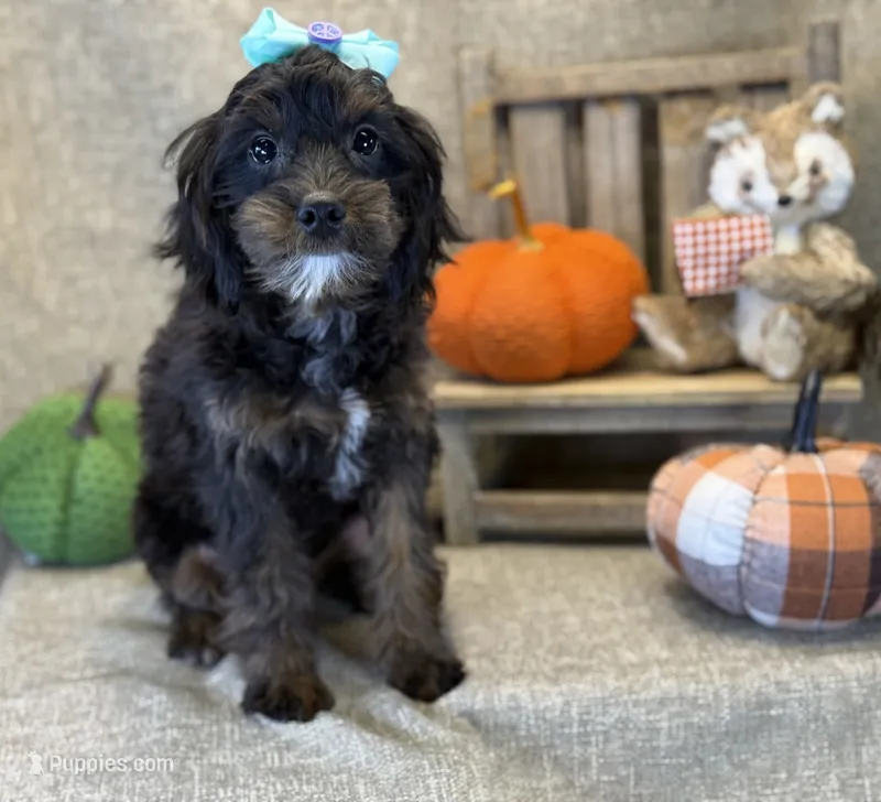 Maui – Bichon Frise, Cavapoo puppy for sale in Center Ridge, AR