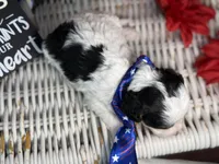 Auggie, a male Cavalier King Charles Spaniel and Poochon for sale in Center Ridge, AR – 10 of 10