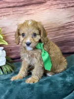 Finn, a male Cavapoo for sale in Center Ridge, AR – 2 of 10