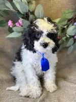 Auggie, a male Bichon Frise and Cavapoo for sale in Center Ridge, AR – 2 of 9