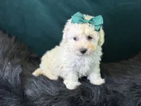Bianca, a female Bichpoo for sale in Center Ridge, AR – 5 of 8