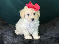 Cashmere, a female Bichpoo for sale in Center Ridge, AR – 6 of 8