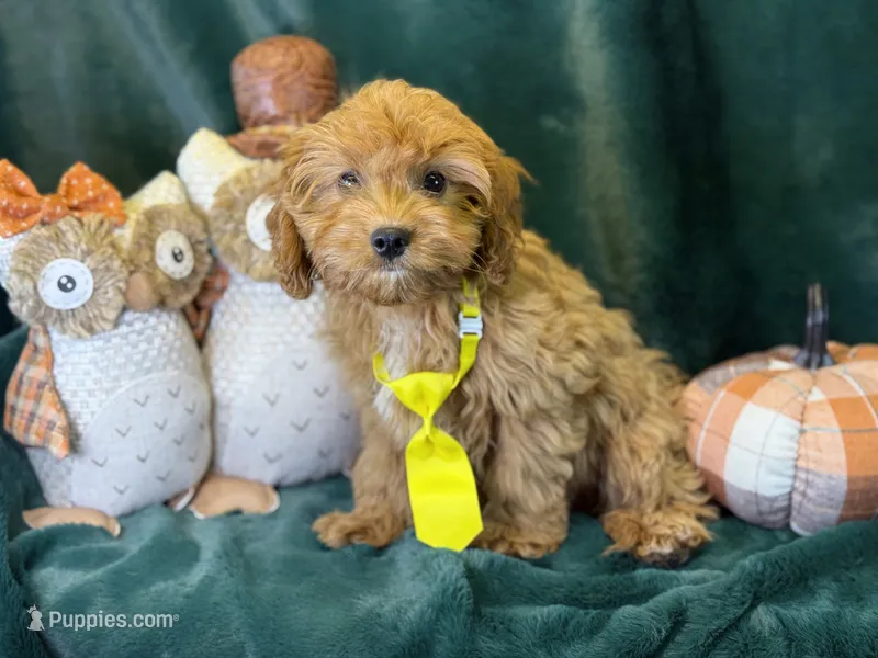 Reo  – Cavapoo puppy for sale in Center Ridge, AR
