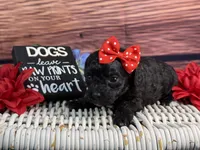 Rayne, a female Cavalier King Charles Spaniel and Poochon for sale in Center Ridge, AR – 10 of 10