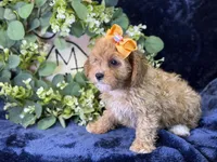 Molly, a female Cavapoo for sale in Center Ridge, AR – 6 of 10