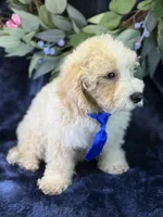 Albus, a male Bichpoo for sale in Center Ridge, AR – 6 of 9