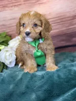 Finn, a male Cavapoo for sale in Center Ridge, AR – 5 of 10