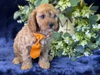 Cleetus, a male Cavapoo for sale in Center Ridge, AR – 8 of 9