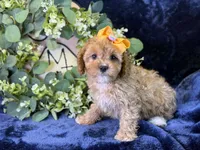 Molly, a female Cavapoo for sale in Center Ridge, AR – 5 of 10