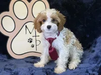 Kai, a male Cavapoo for sale in Center Ridge, AR – 7 of 7