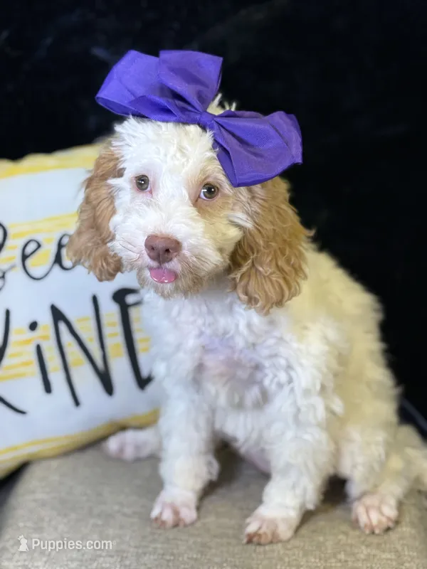 Jennie – Poodle - Miniature , Cavachon puppy for sale in Center Ridge, AR