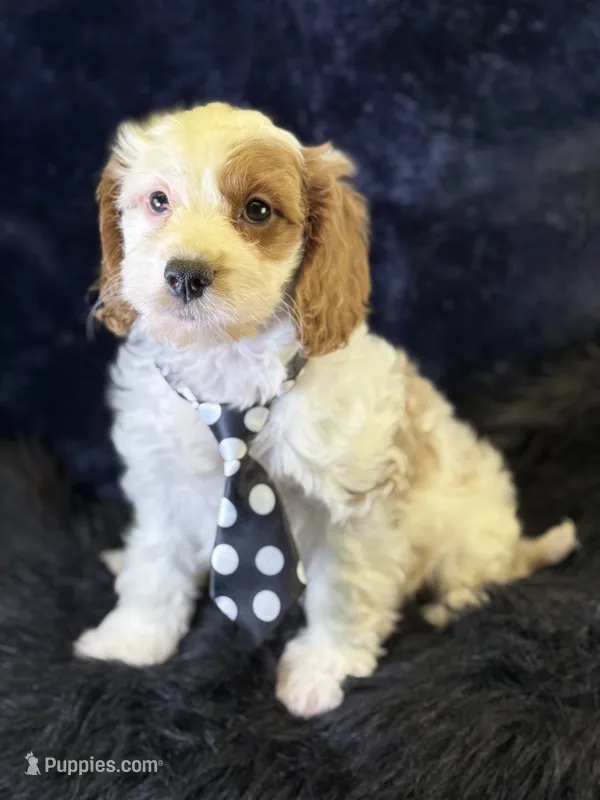 Barley – Cavapoo puppy for sale in Center Ridge, AR
