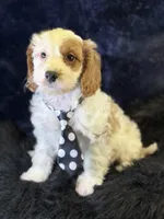 Barley, a male Cavapoo for sale in Center Ridge, AR – 1 of 7