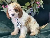 Barley, a male Cavapoo for sale in Center Ridge, AR – 4 of 10