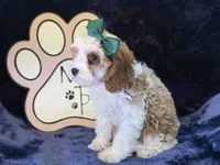 Cora, a female Cavapoo for sale in Center Ridge, AR – 8 of 8