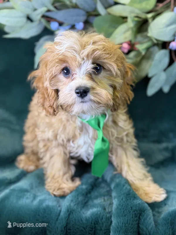 Ripley – Cavapoo puppy for sale in Center Ridge, AR