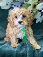 Ripley, a male Cavapoo for sale in Center Ridge, AR – 1 of 10
