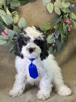 Auggie, a male Bichon Frise and Cavapoo for sale in Center Ridge, AR – 6 of 9