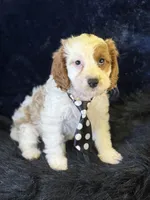 Barley, a male Cavapoo for sale in Center Ridge, AR – 4 of 7