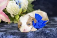 Milo, a male Cavapoo for sale in Center Ridge, AR – 4 of 9