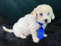 Albus, a male Bichpoo for sale in Center Ridge, AR – 4 of 7