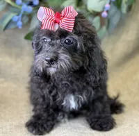 Rayne, a female Bichon Frise and Cavapoo for sale in Center Ridge, AR – 8 of 10