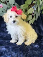 Cashmere, a female Bichpoo for sale in Center Ridge, AR – 4 of 9