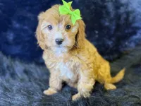Lani, a female Cavapoo for sale in Center Ridge, AR – 2 of 7