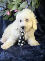 Casper, a male Bichpoo for sale in Center Ridge, AR – 8 of 9
