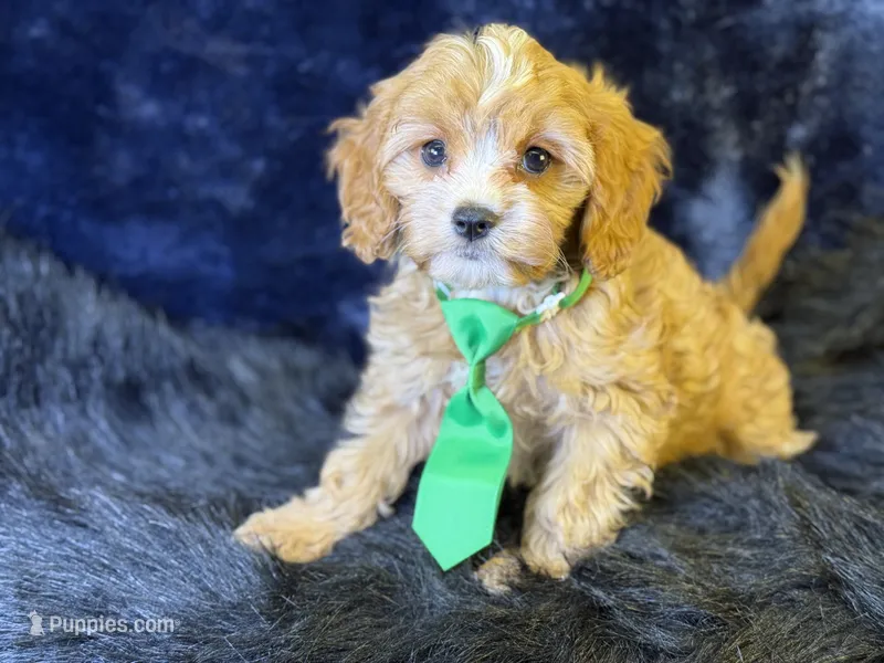 Ripley – Cavapoo puppy for sale in Center Ridge, AR