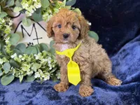 Reo , a male Cavapoo for sale in Center Ridge, AR – 4 of 5