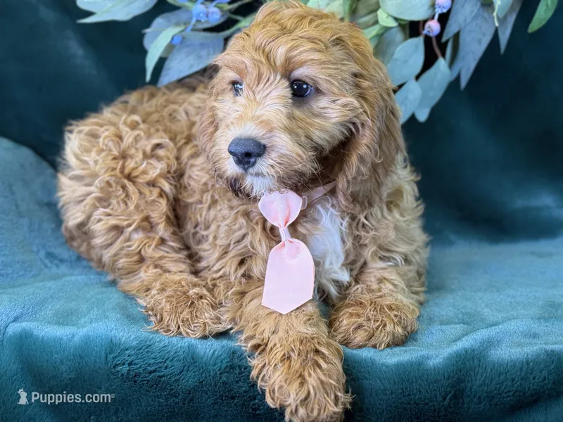 Reef – Cavapoo puppy for sale in Center Ridge, AR
