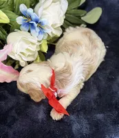 Ace, a male Cavapoo for sale in Center Ridge, AR – 6 of 9