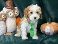 Waylon, a male Cavapoo for sale in Center Ridge, AR – 8 of 10