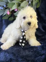 Casper, a male Bichpoo for sale in Center Ridge, AR – 3 of 9