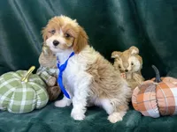 Oscar, a male Bichon Frise and Cavapoo for sale in Center Ridge, AR – 5 of 6