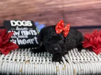 Rayne, a female Cavalier King Charles Spaniel and Poochon for sale in Center Ridge, AR – 7 of 10