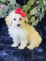 Cashmere, a female Bichpoo for sale in Center Ridge, AR – 5 of 9